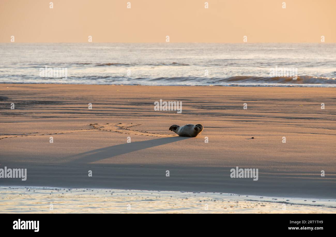 Brüllen auf einer Sandbank Stockfoto
