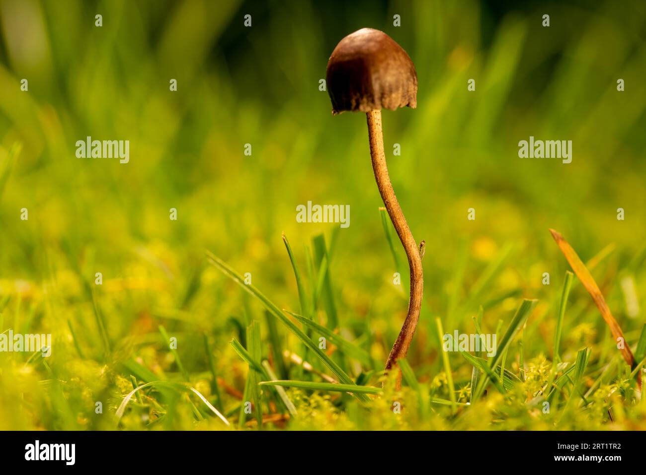 Kleiner kleiner Helminth mit glabrunder Deckeloberfläche Stockfoto