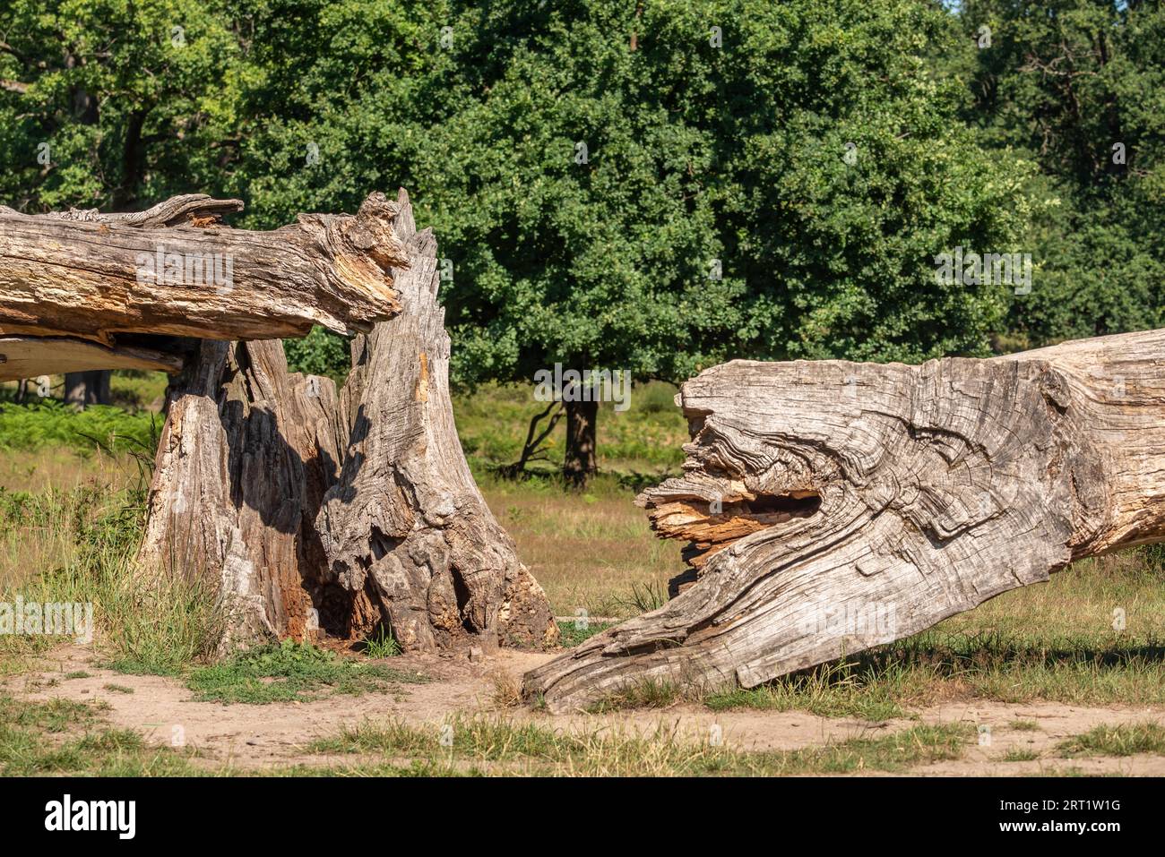 Gebrochene alte Eiche Stockfoto