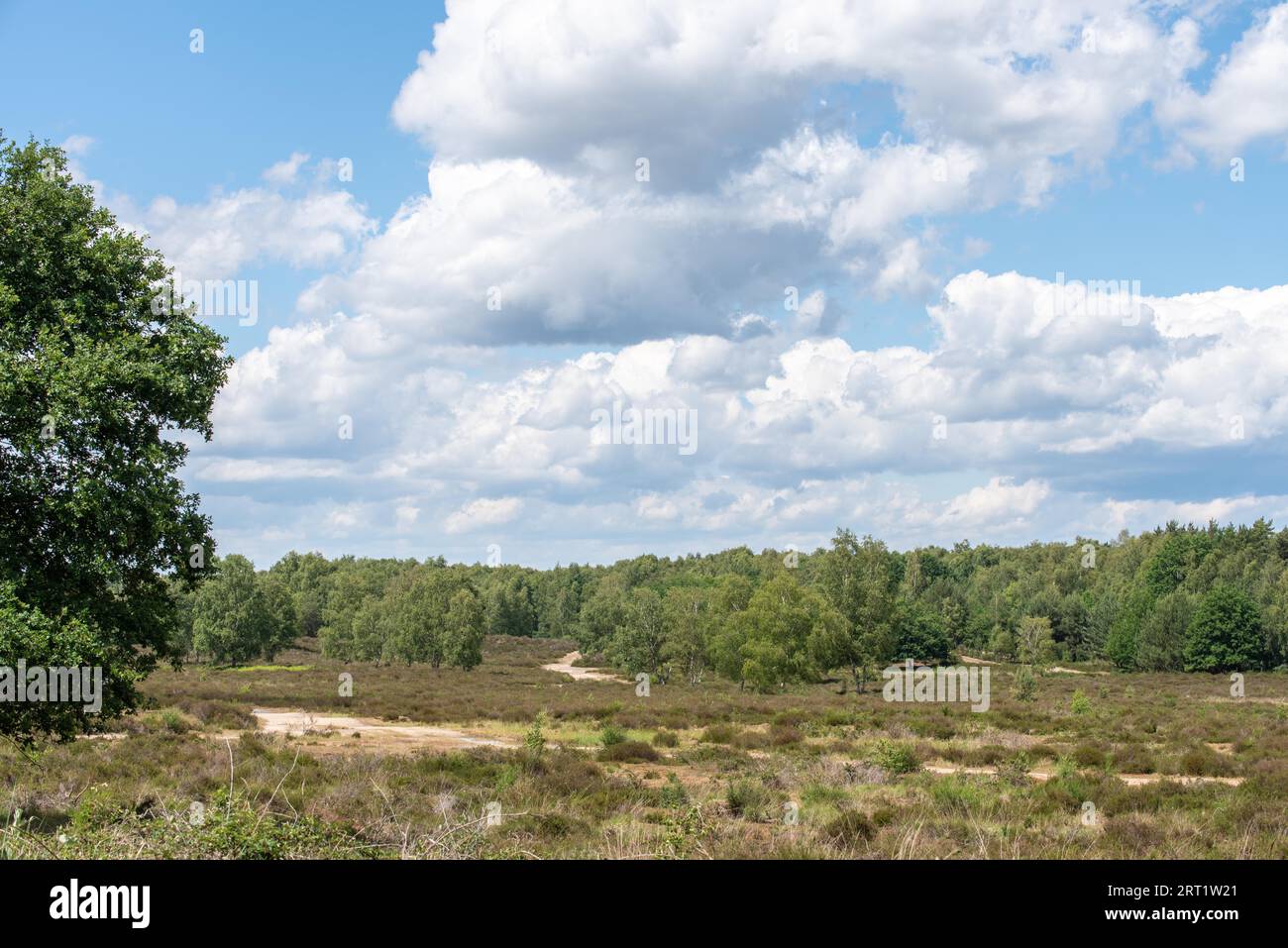 Mittlere Terrassenlandschaft in der Wahner Heide Stockfoto