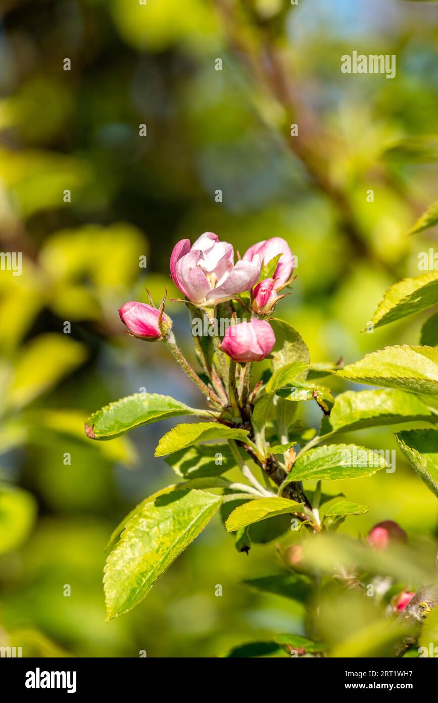 Krabbenapfelblüte im Frühjahr Stockfoto