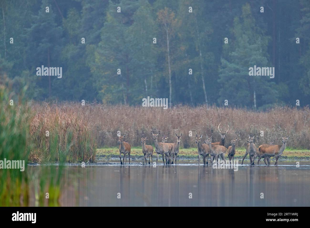 Rothirsche rudel nebel -Fotos und -Bildmaterial in hoher Auflösung – Alamy