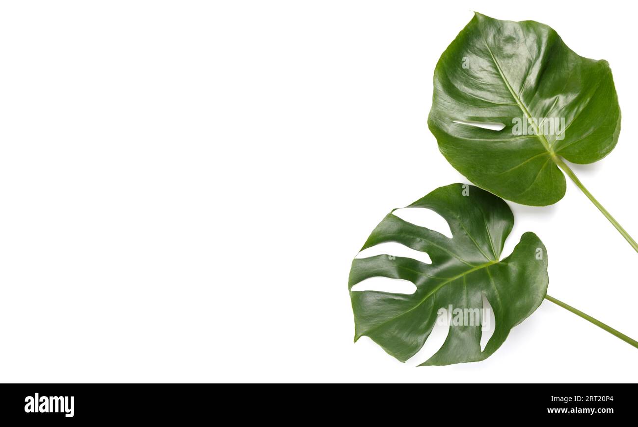 Monstera deliciosa Blätter auf weißem Hintergrund, Kopierraum Stockfoto