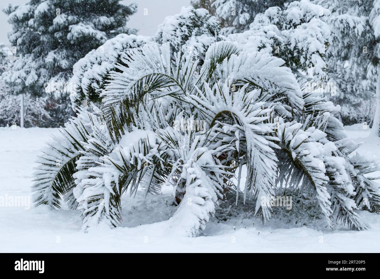 Palme bedeckt mit Schnee, ungewöhnliches Wetter in Athen, Griechenland Stockfoto