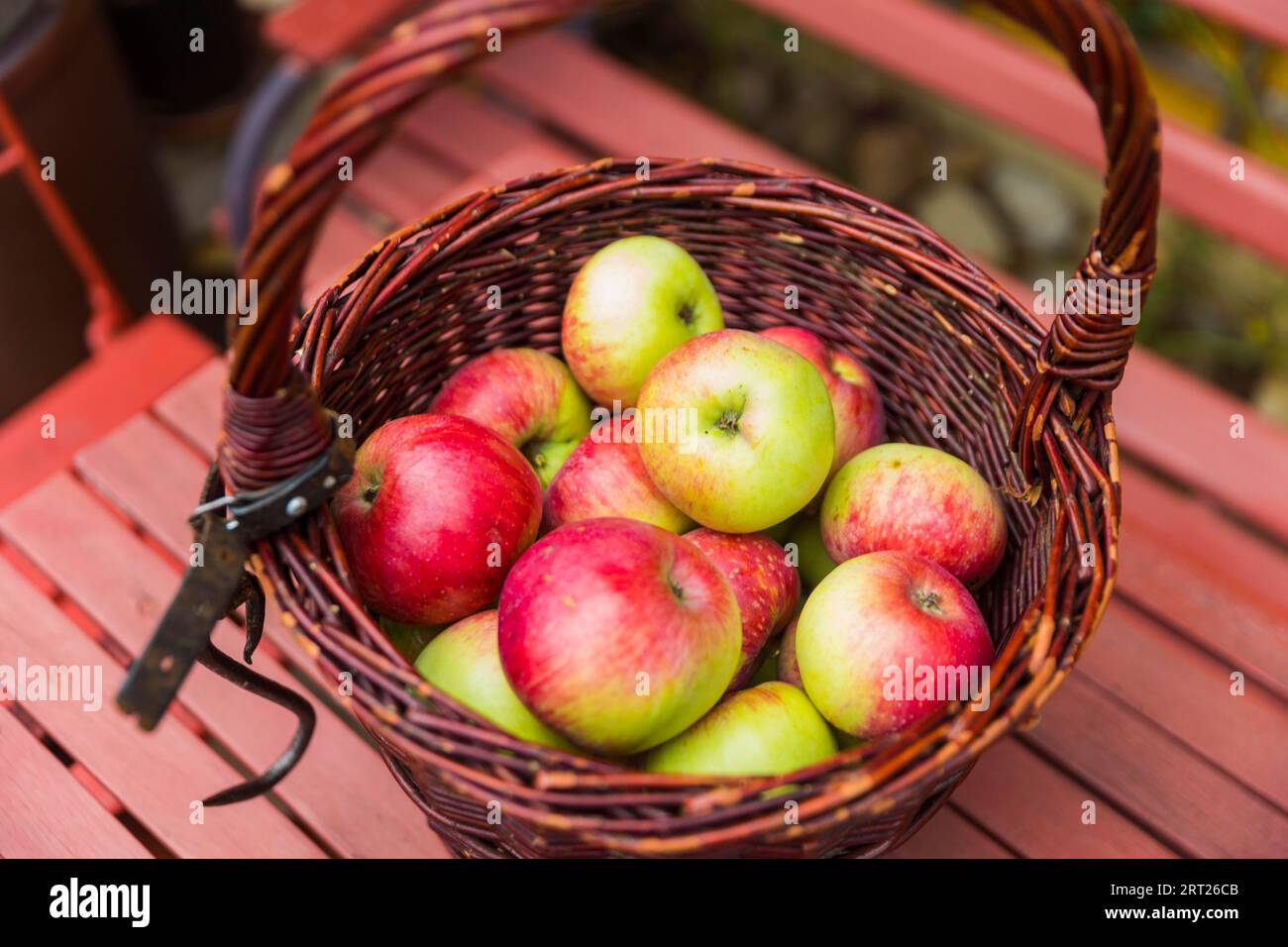 Der Jakob-Fischer, auch Schoener vom Oberland genannt, ist eine Sorte des Apfels Stockfoto