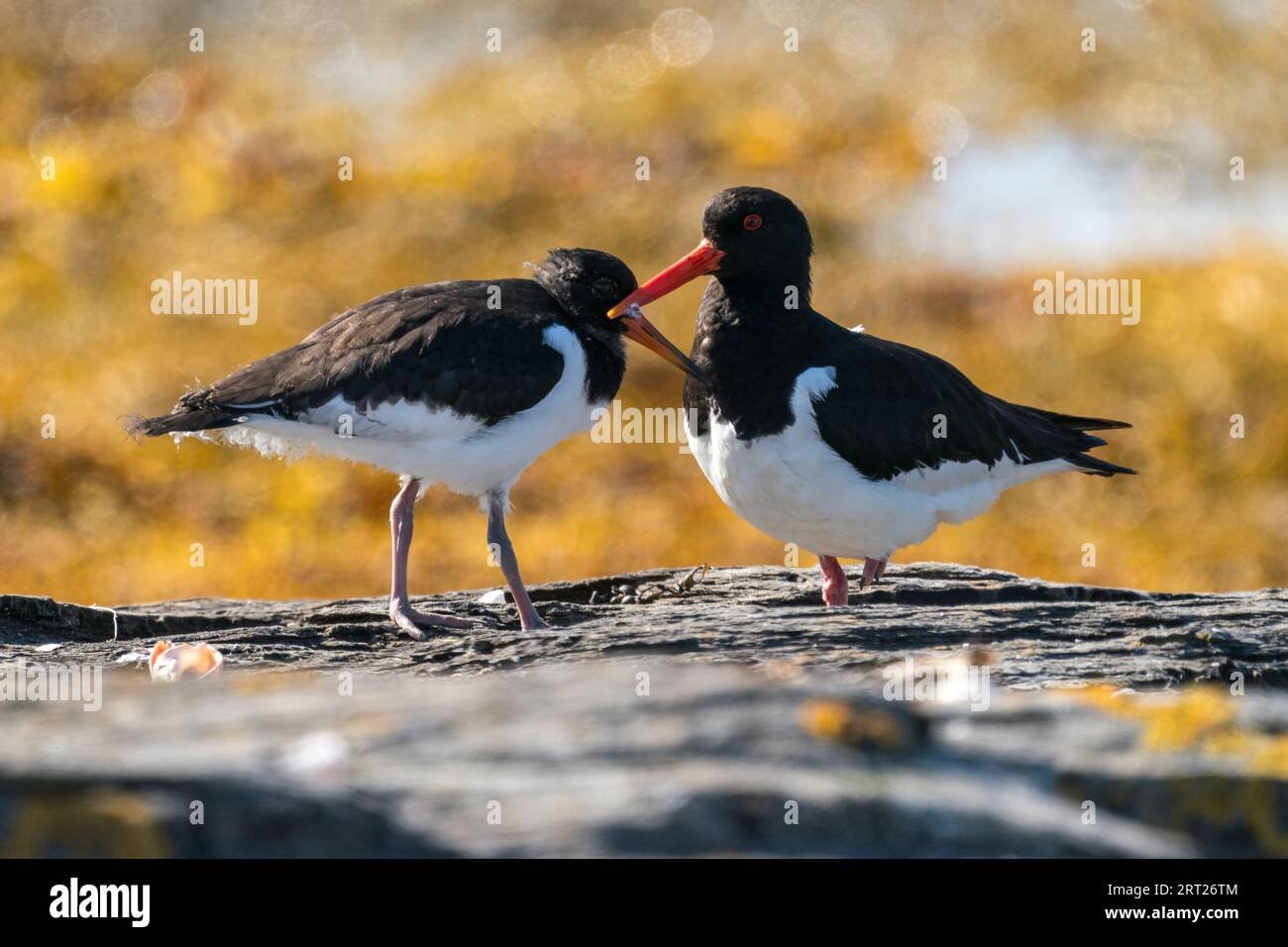 Ein erwachsener Oystercatcher und seine Jungen Stockfoto