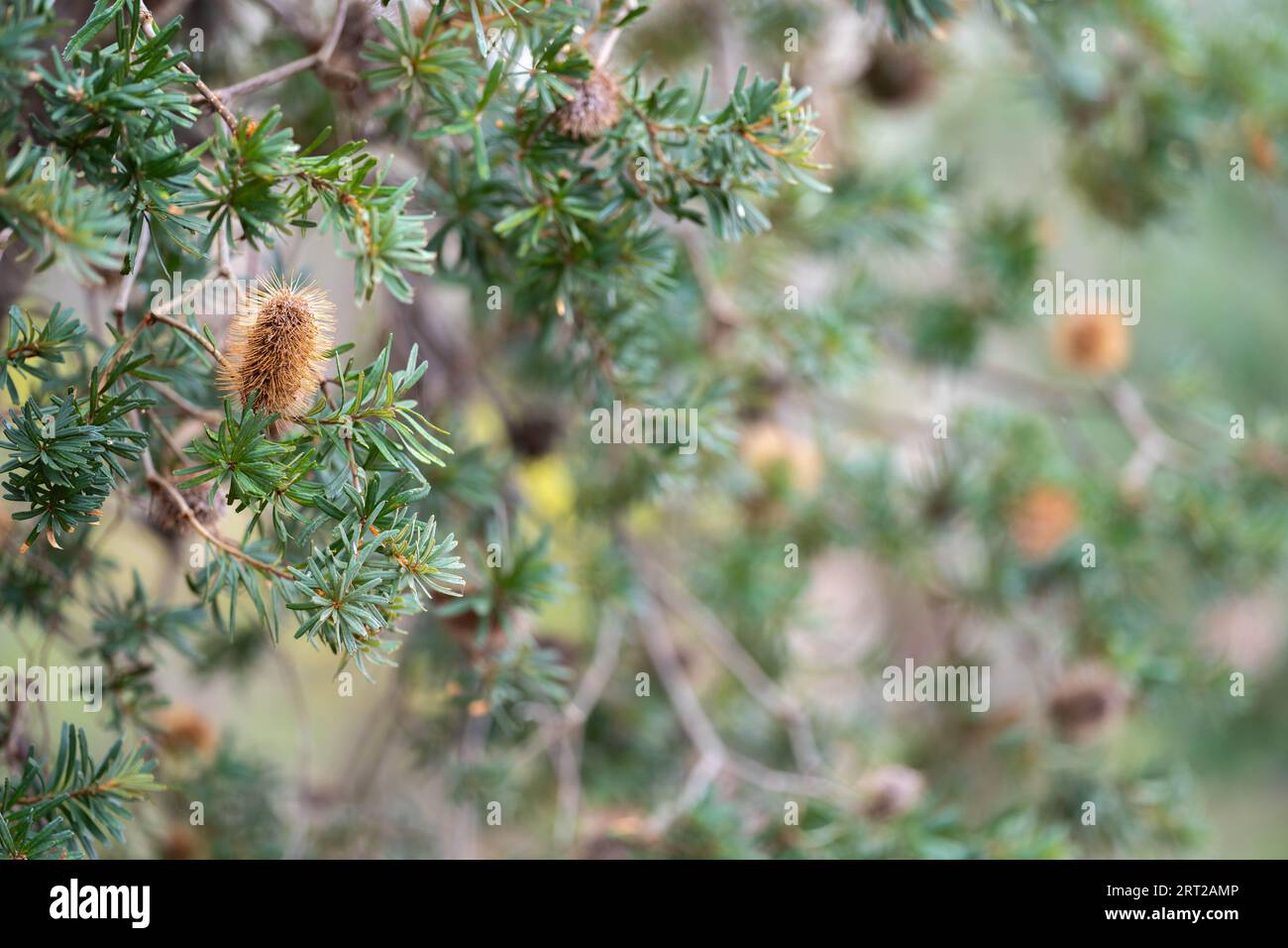 australische einheimische gelbe banksia blüht im Busch in australien Stockfoto