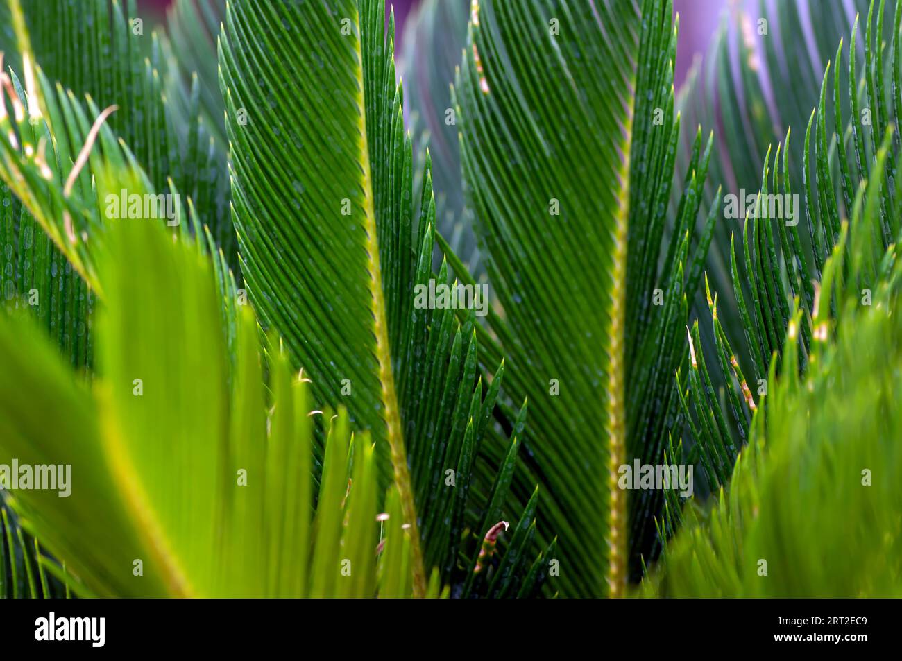 Sago Palmblätter (Cycas revoluta) grüne Blätter, Fokus für natürlichen Hintergrund ausgewählt. Stockfoto