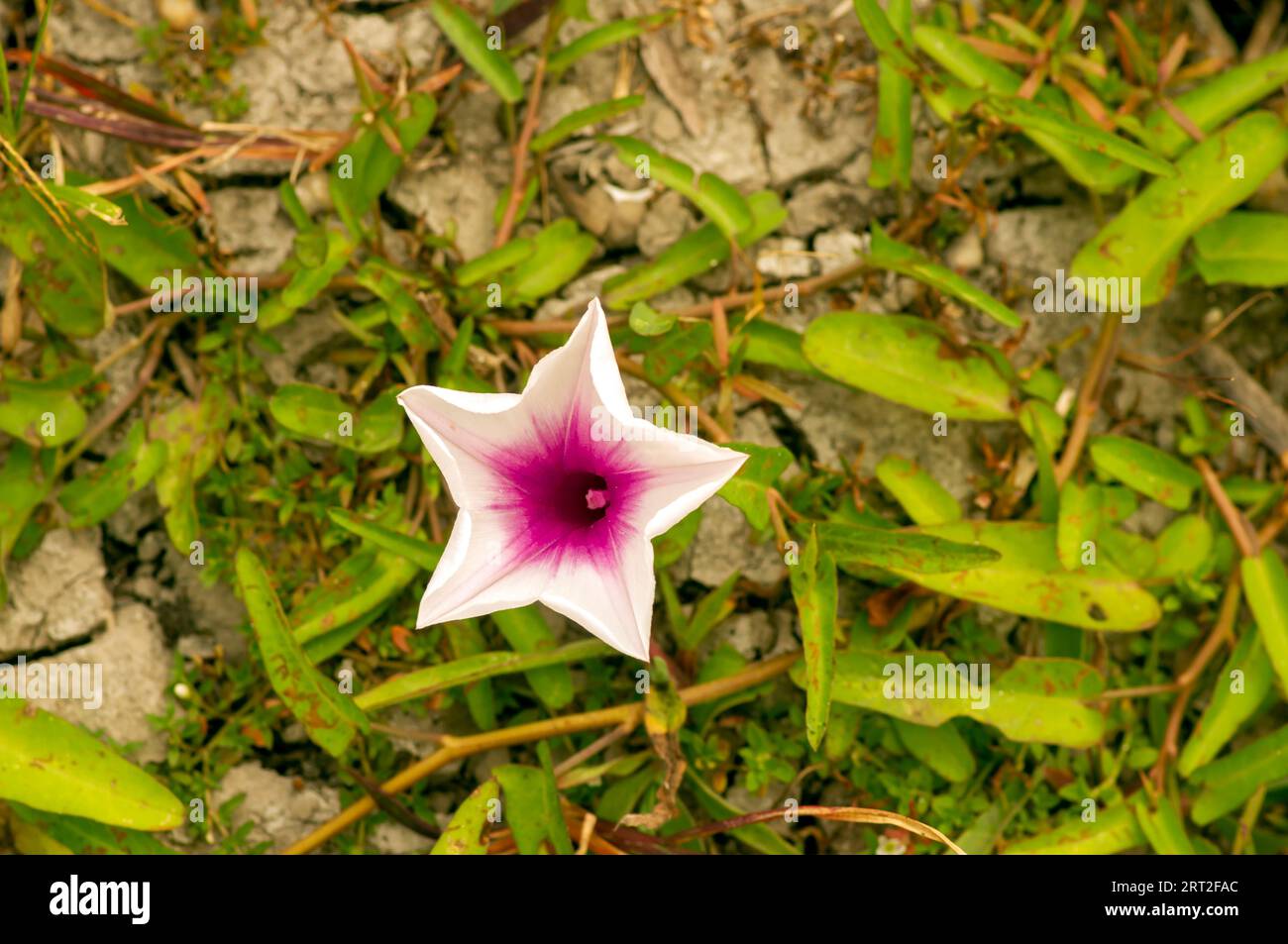 Bunga Kangkung, Wasserspinat, Ipomoea violette aquatica-Blume. Stockfoto