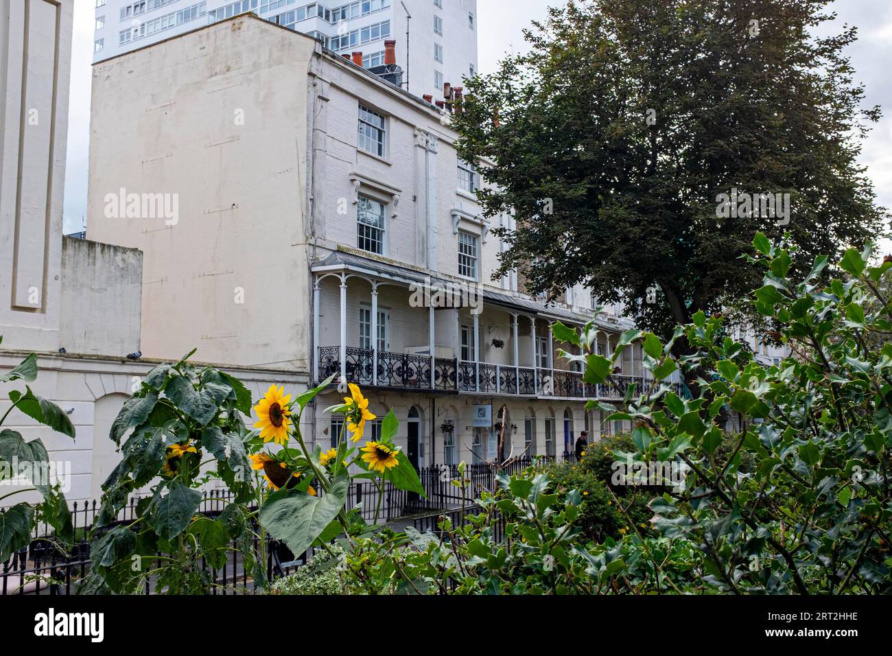 Sonnenblumen blühen auf dem Russell Square im Stadtzentrum von Brighton, Sussex, England Stockfoto