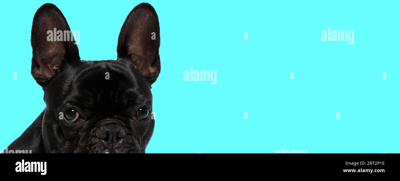 Bild eines süßen französischen Bulldoggen, der sich schüchtern fühlt, bei einem Fotoshooting mit Tiermotiv Stockfoto