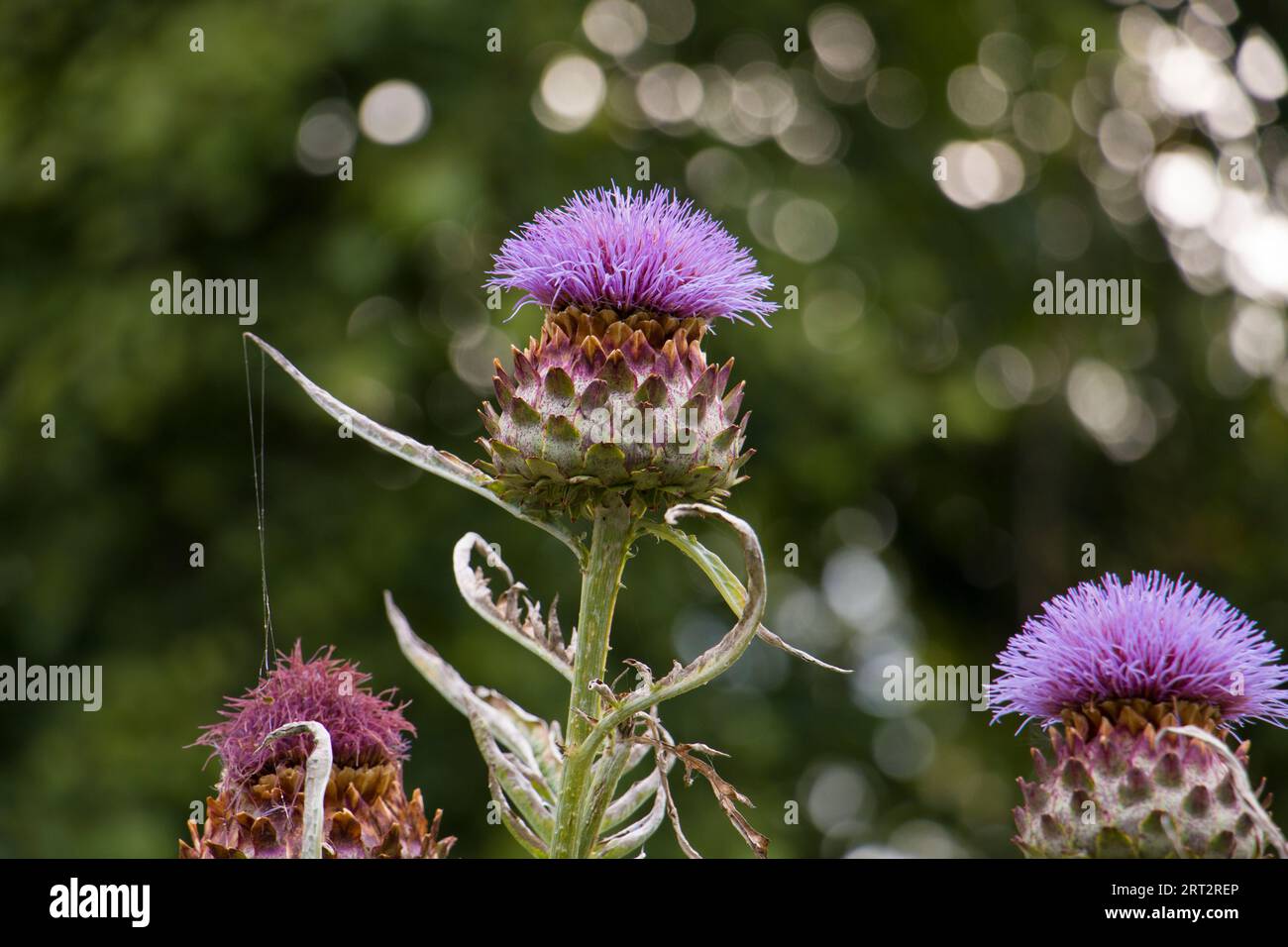 Thistle, National Flower of Scotland Stockfoto