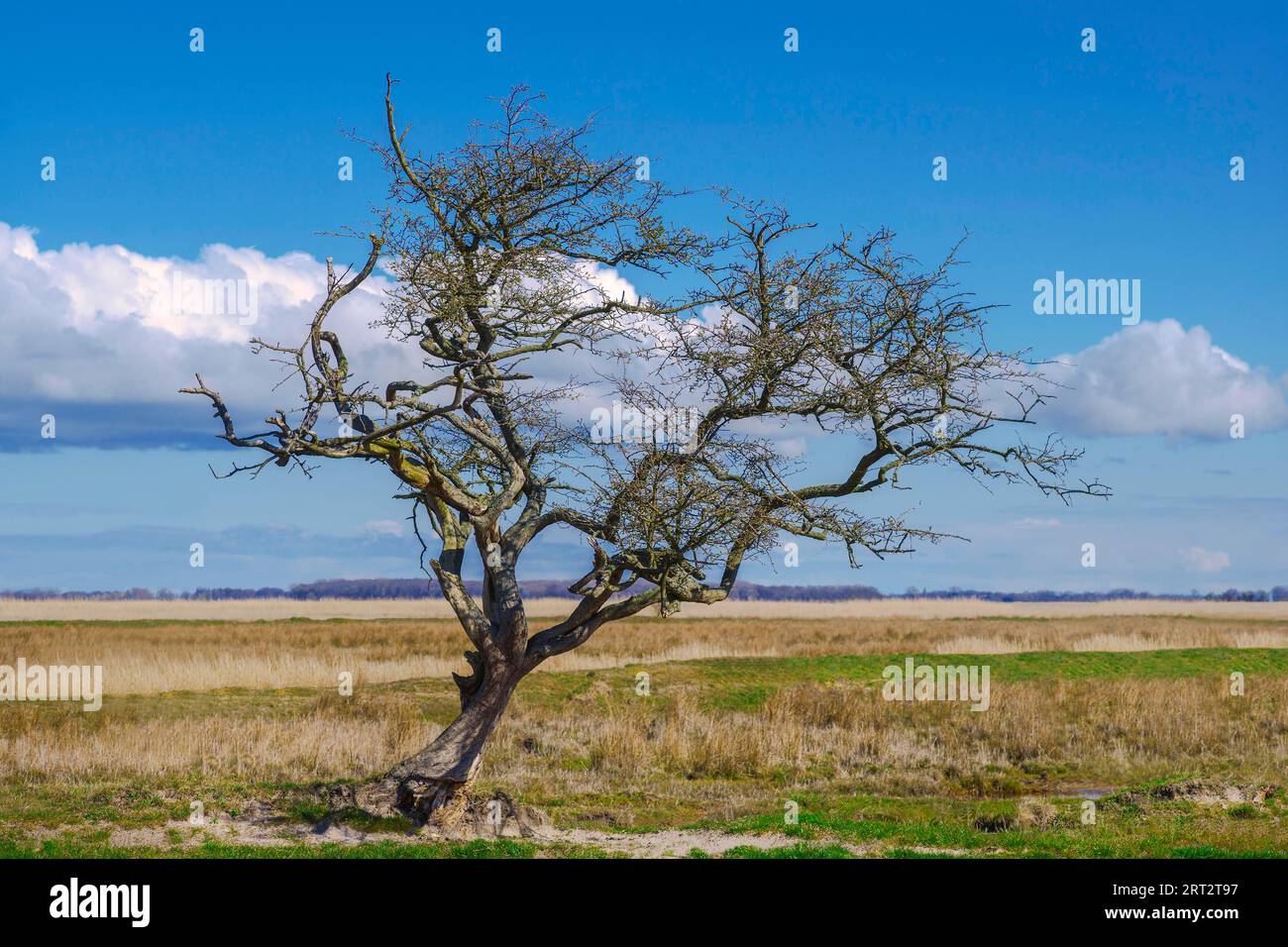 Die Insel Ummanz, Rügen, die auf dem Kubitzer und Schaproder Bodden liegt, ist schließlich die viertgrößte Insel in Mecklenburg-Vorpommern mit Stockfoto