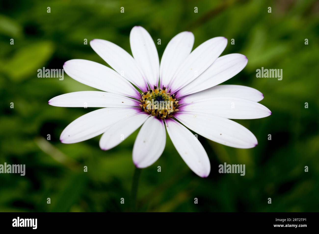 Osteospermum, „Lady Leitrim“. Ein subtiler femininer Rosaton mit seinen leuchtend weißen Blütenblättern. Stockfoto