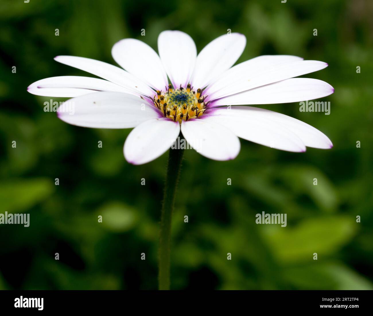 Osteospermum, „Lady Leitrim“. Ein subtiler femininer Rosaton mit seinen leuchtend weißen Blütenblättern. Stockfoto