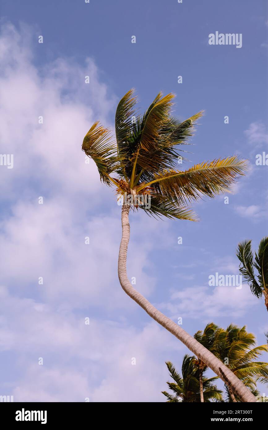 Palmenbau gebogener Stamm gegen blauen Himmel, Karibik, Dominikanische Republik, Punta Cana 2023 Stockfoto