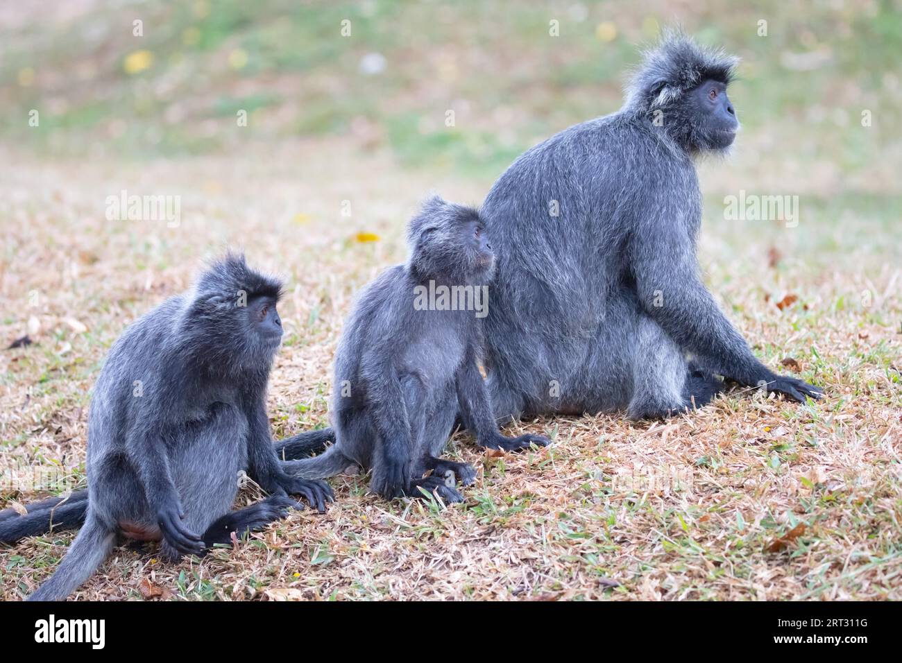 Blattsilber monkey Familie Melawati Hill, Kuala Selangor, Malaysia Stockfoto
