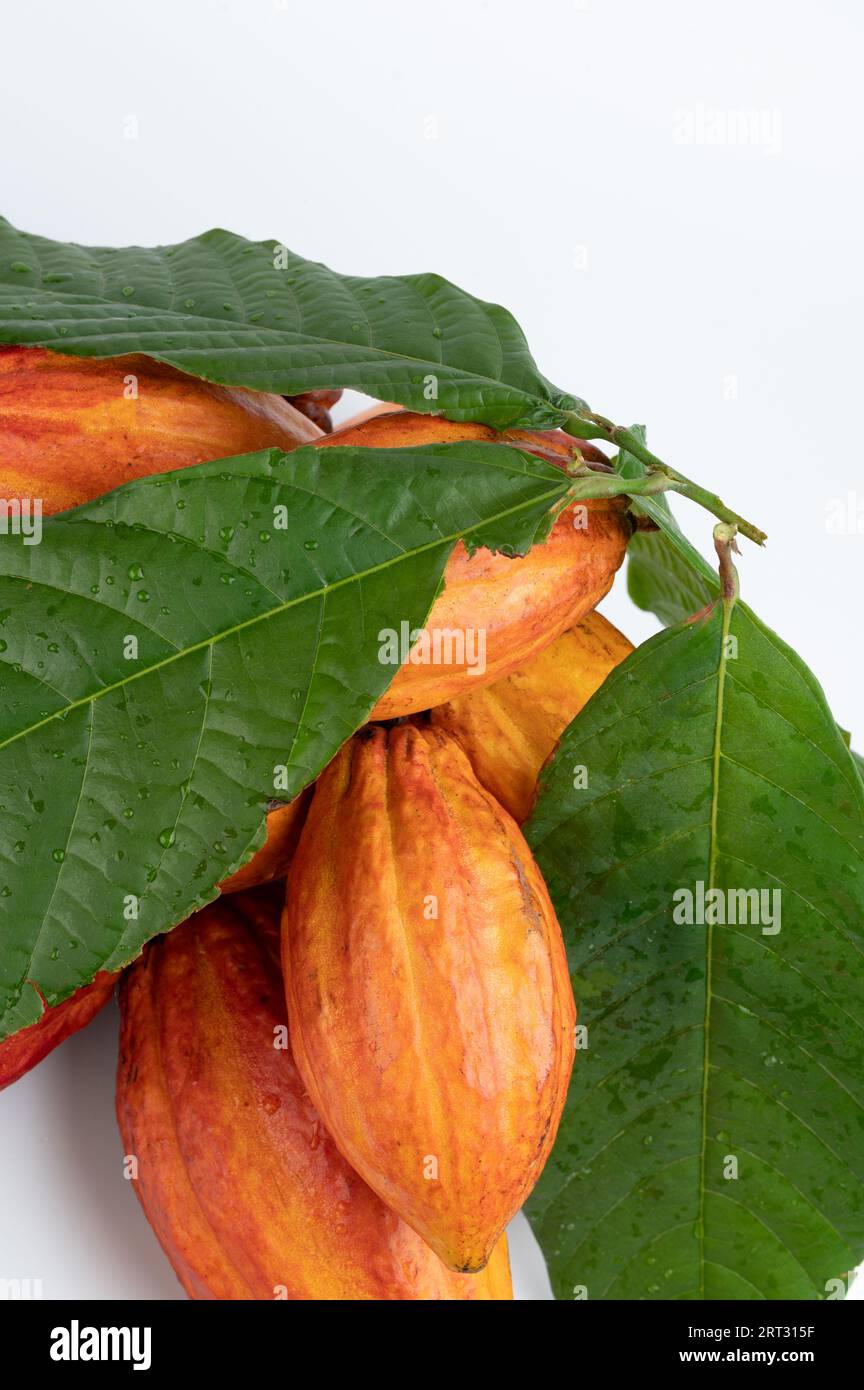 Gruppe von Kakaoschoten, versteckt durch Blätter, isoliert auf weißem Studiohintergrund Stockfoto