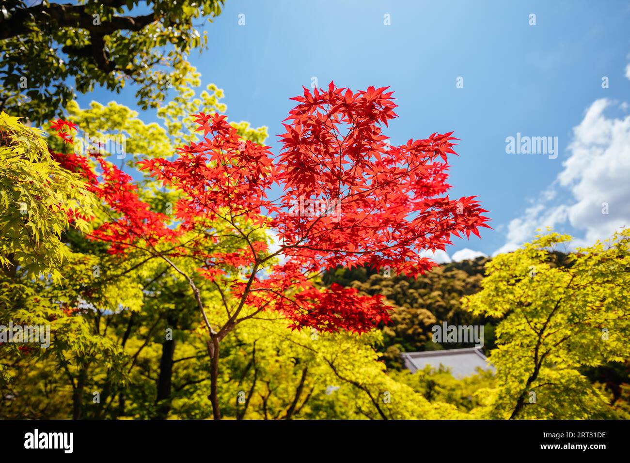 Buntes Laub im Eikando-Tempel (Eikan-do) an einem warmen Frühlingstag in Kyoto, Japan Stockfoto