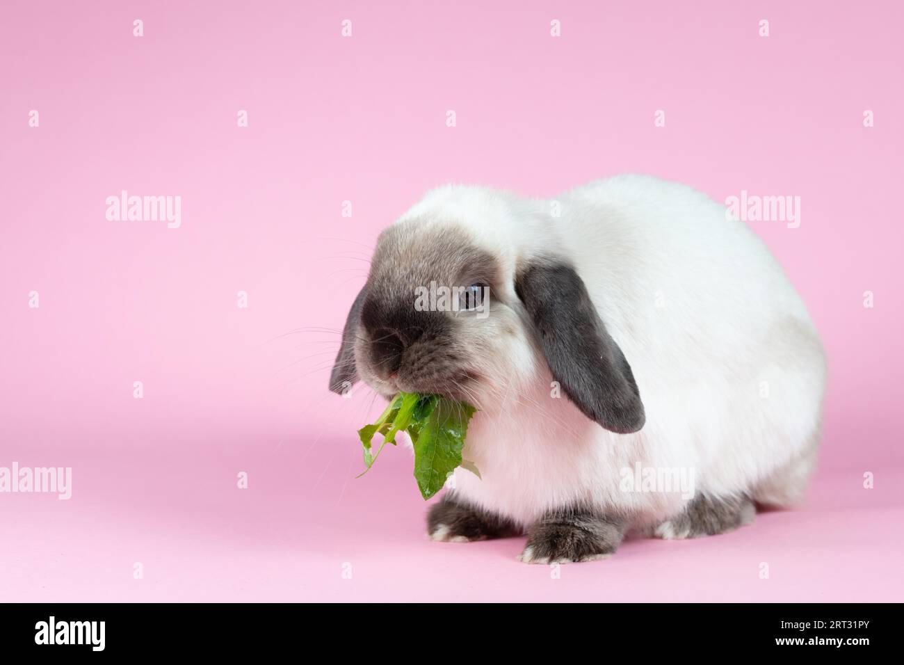 Ein wunderschönes Mini-Lop-Kaninchen, das ein Gras vor einem isolierten Hintergrund isst Stockfoto