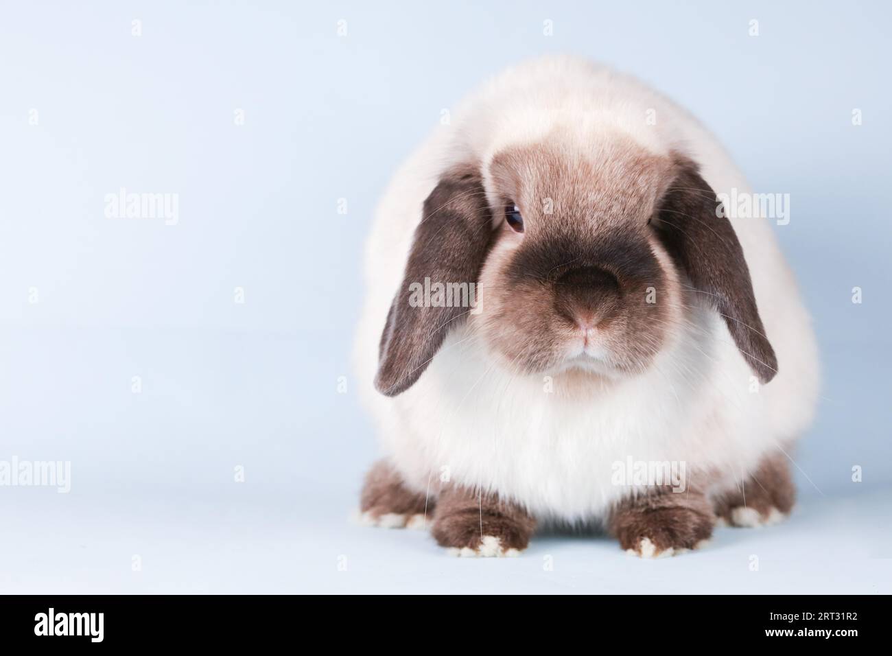 Ein wunderschönes Mini-Lop-Kaninchen vor einem isolierten Hintergrund Stockfoto