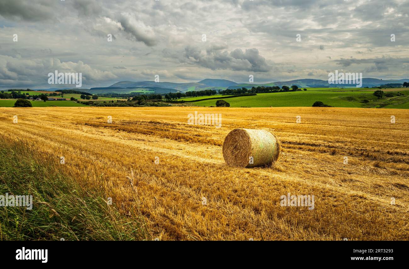 Strohballen auf einem Feld zur Erntezeit in South Lanarkshire, Schottland Stockfoto