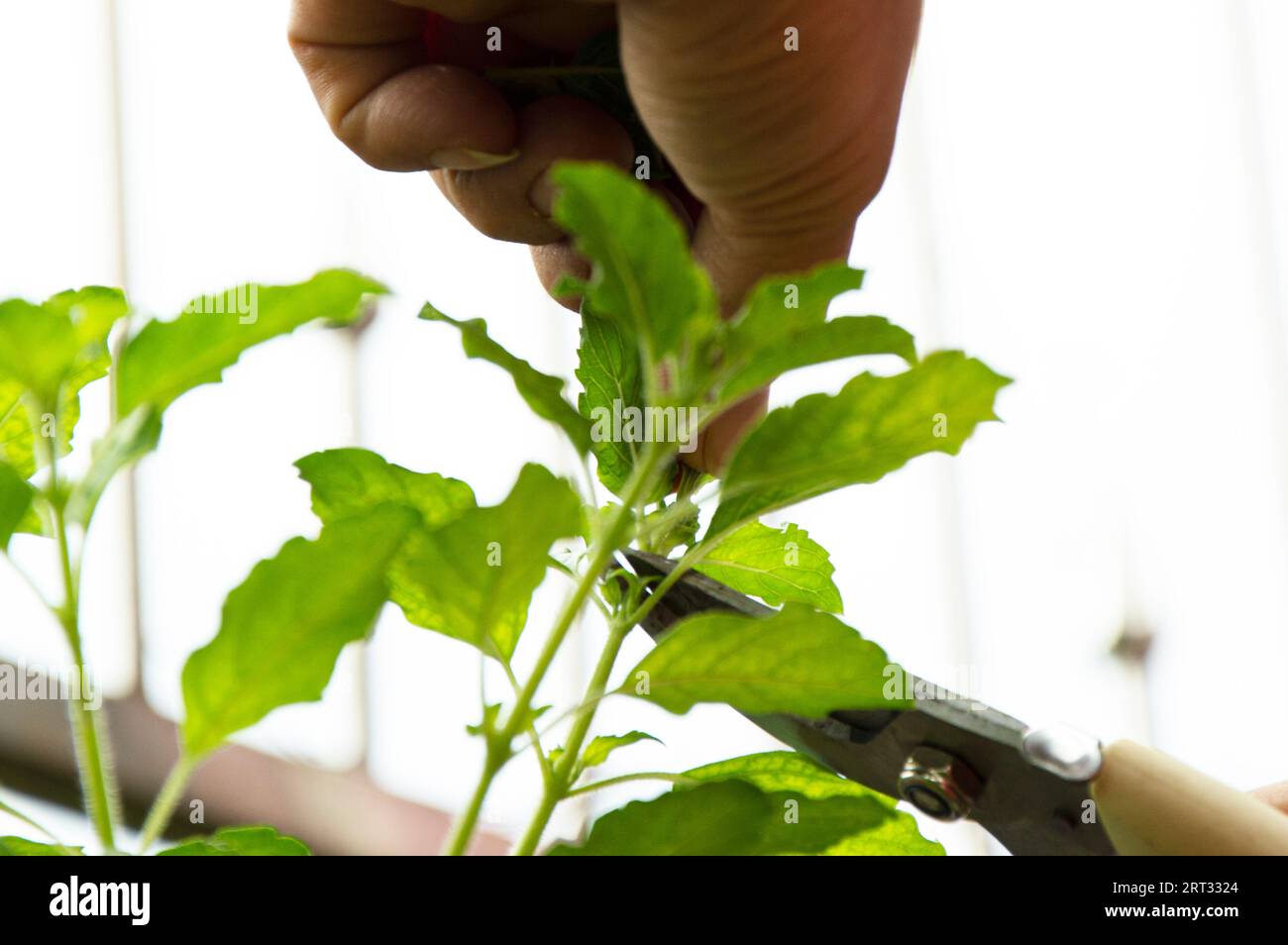 Bauern pflücken Produkte im Gemüsegarten Stockfoto