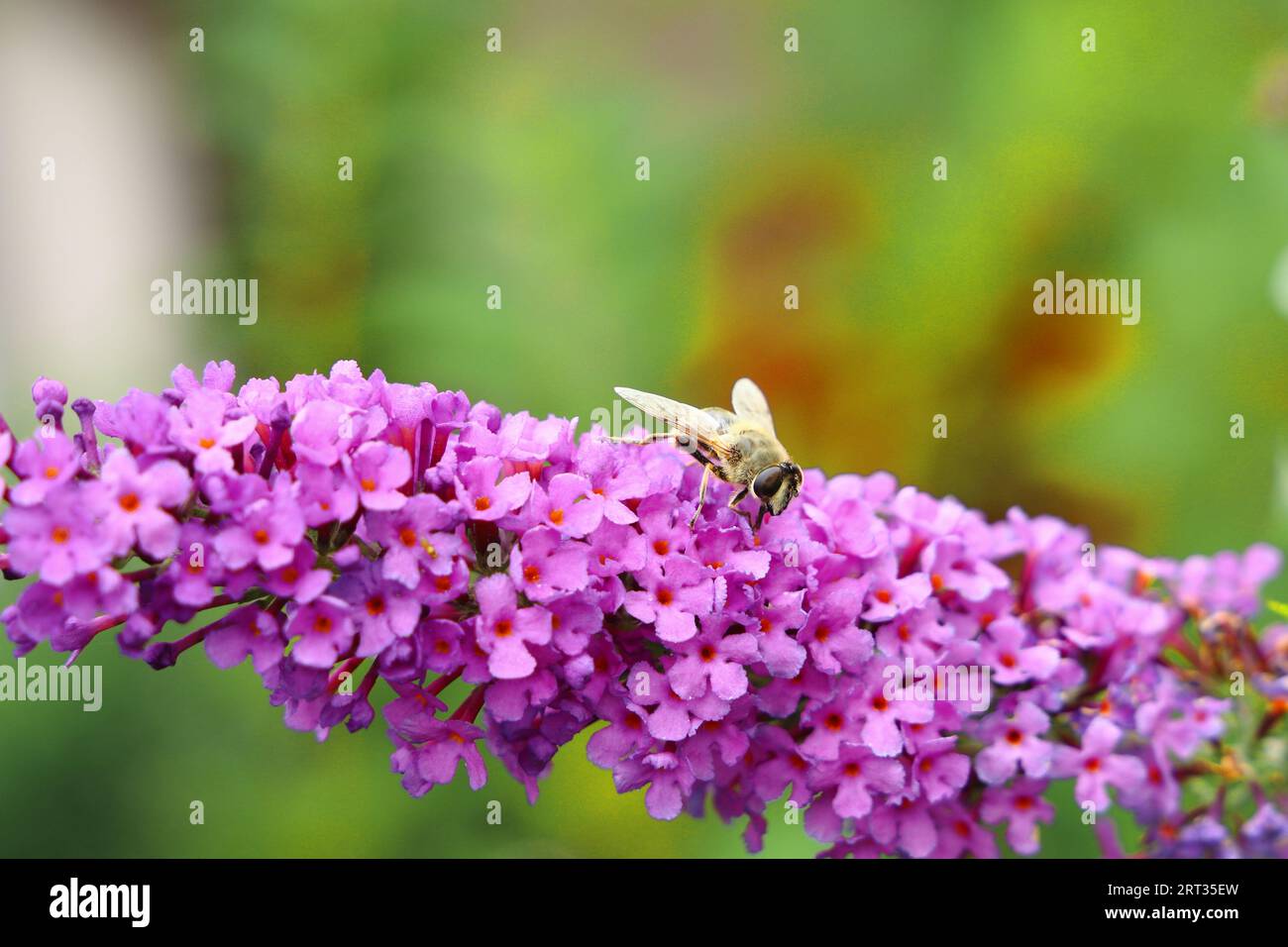 Biene auf einer Blüte Stockfoto