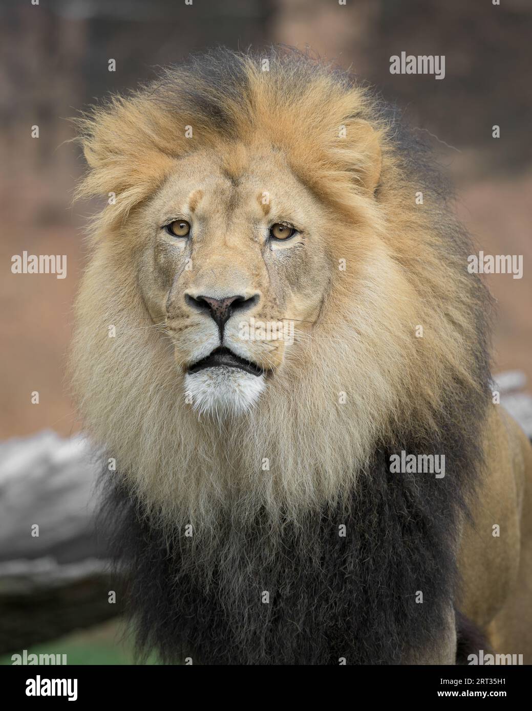 Männlicher afrikanischer Löwe (Panthera leo) Nahaufnahme Porträt Stockfoto