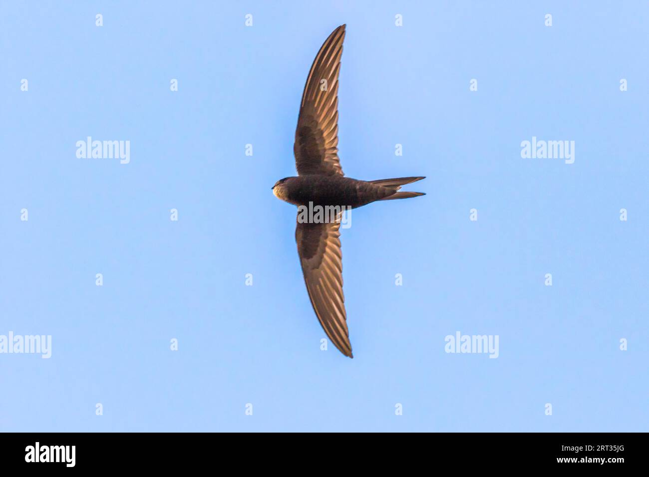 Eine fliegende gewöhnliche Fahrt unter einem blauen Himmel bei Homburg, Eine fliegende gewöhnliche Fahrt unter blauem Himmel Stockfoto