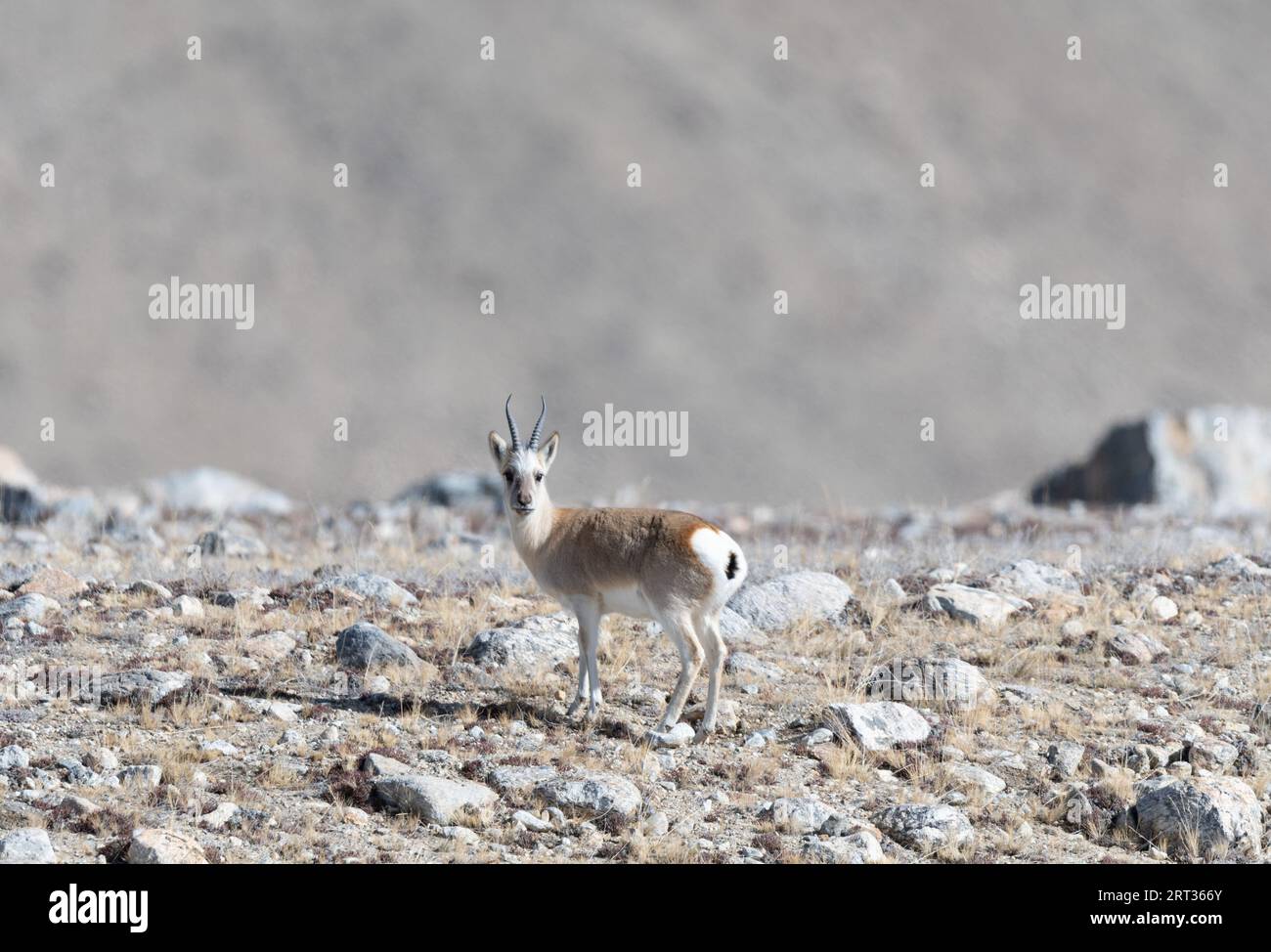 Tibetische Gazelle aus Gurudongmar im Norden von sikkim Stockfoto