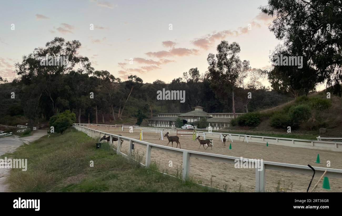 Hirsche im will Rogers State Park in Los Angeles, Kalifornien Stockfoto