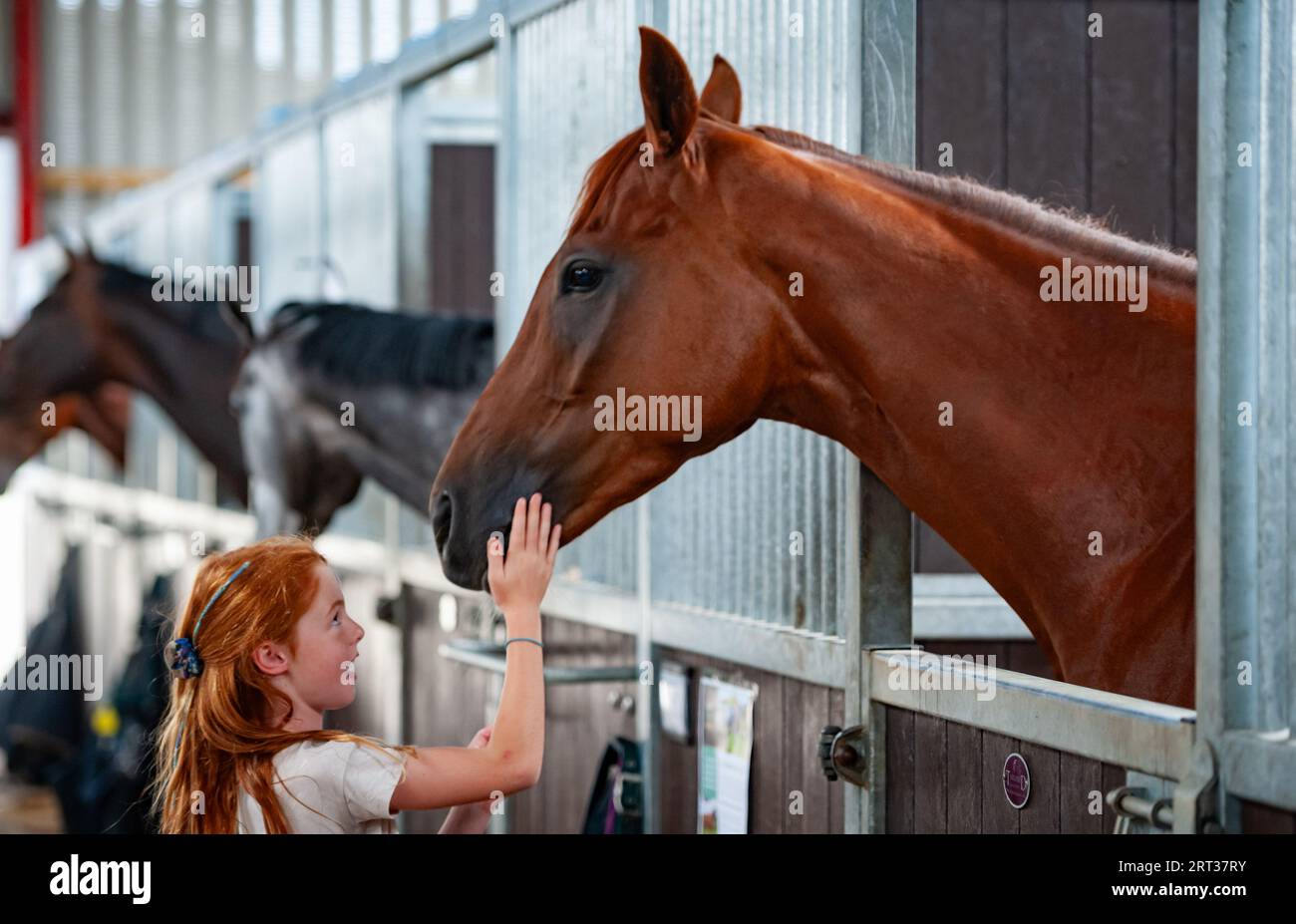 Whitchurch, Shropshire, Großbritannien. September 2023. Szenen aus dem Tag der offenen Tür von Sam Allwood Racing im Rahmen der Feierlichkeiten der National Racehorse Week. Quelle: JTW equine Images/Alamy Live News Stockfoto