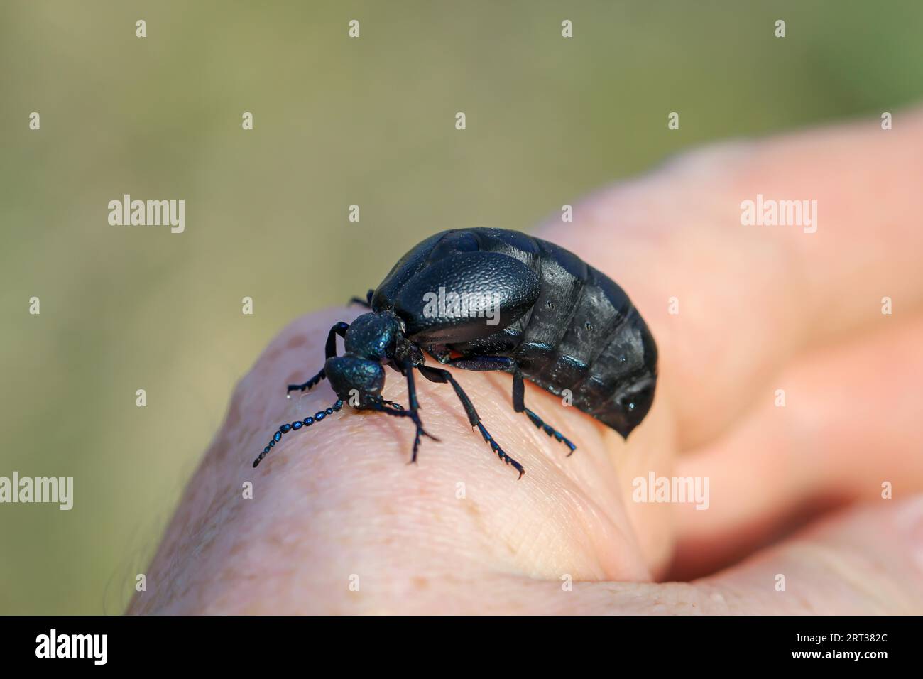 Porträt eines Schwarzblauen Ölkäfers. Diese Käfer sind giftig, aber eine giftige gelbe Substanz Stockfoto