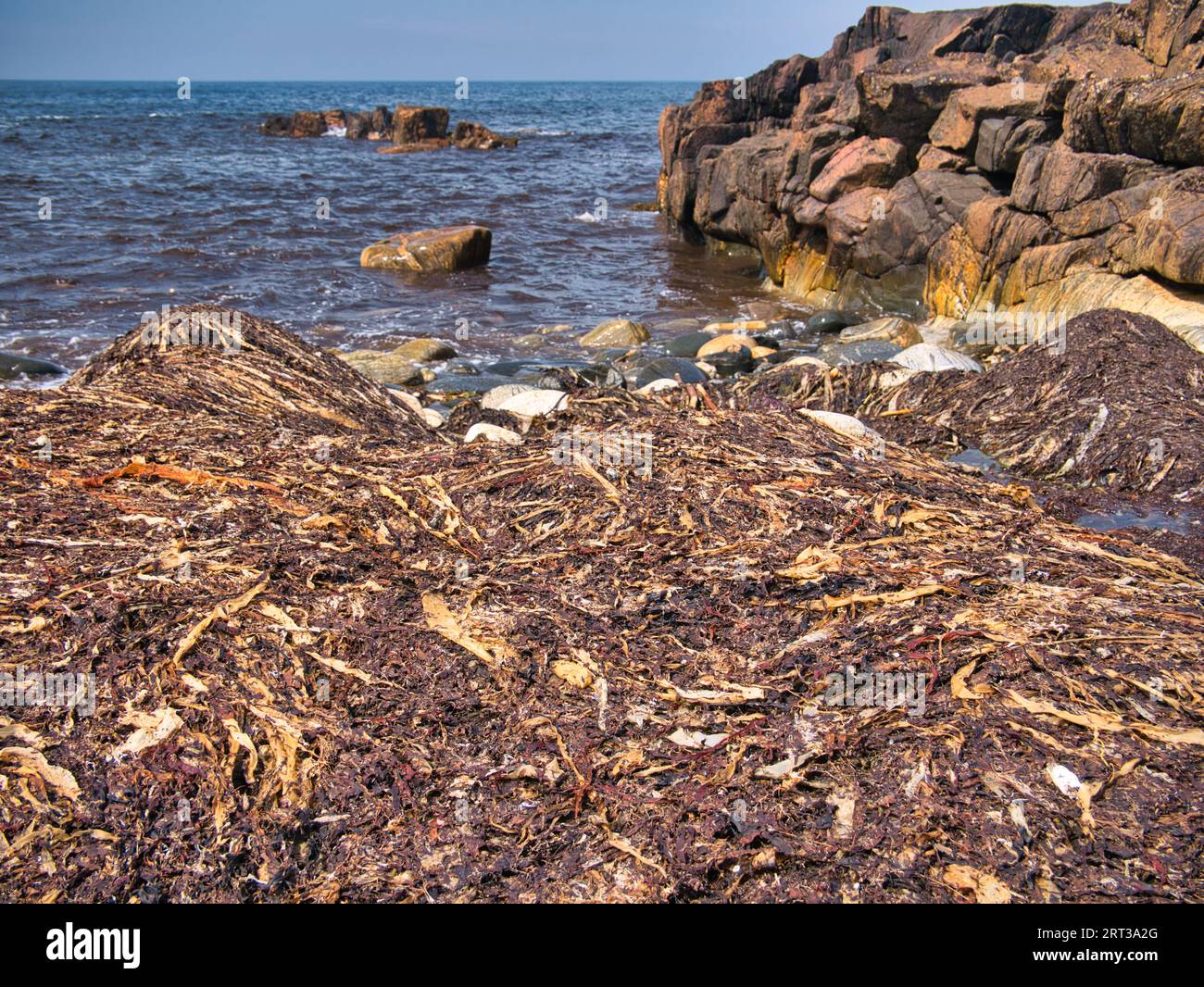 An der Nordküste der Isle of Lewis in den Äußeren Hebriden, Schottland, Großbritannien, sind große Mengen Seetang angespült. An einem sonnigen Tag im Sommer. Stockfoto