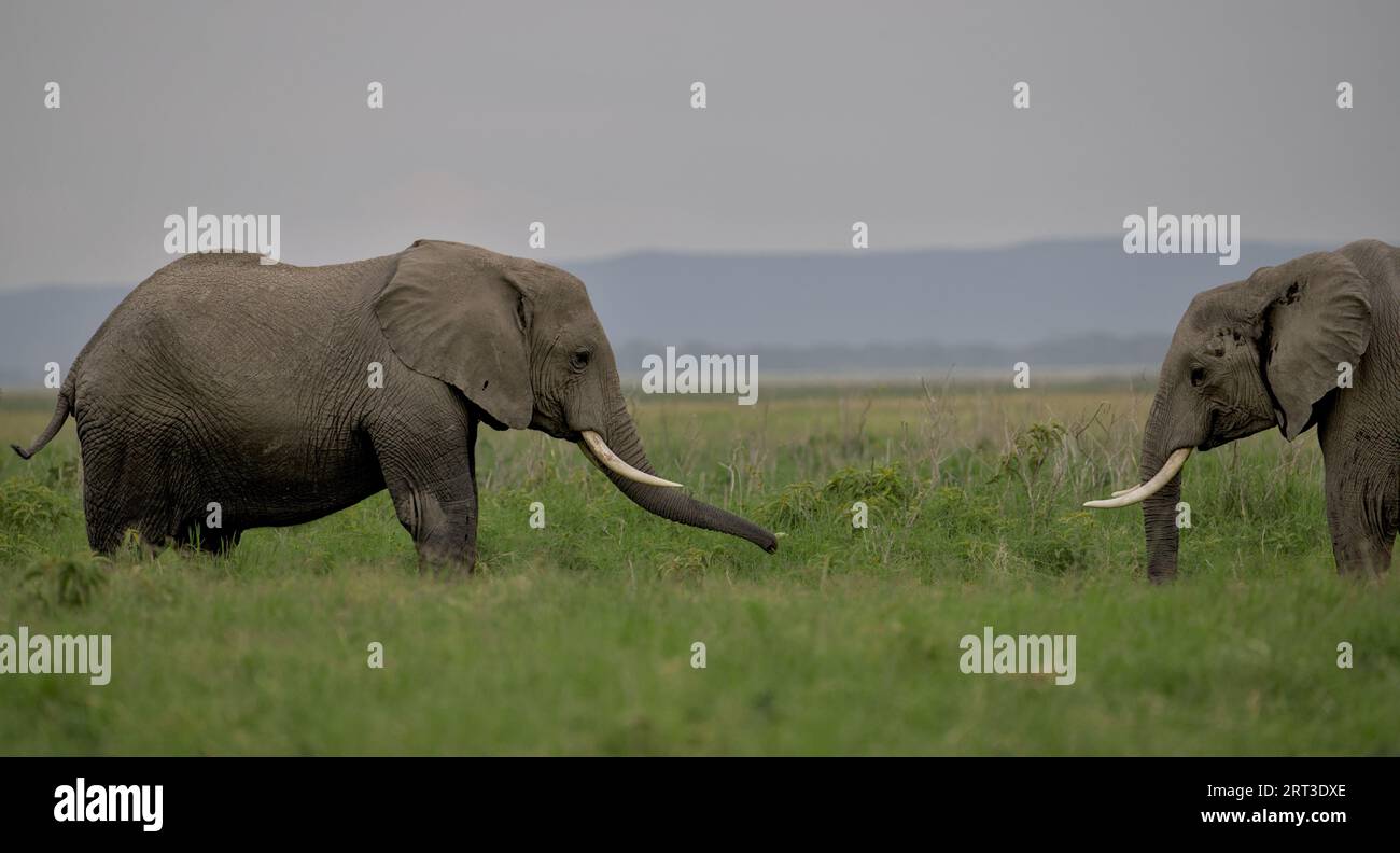 Zwei junge Elefanten, die sich im Amboseli-Nationalpark in Kenia, Afrika, gegenüberstehen Stockfoto