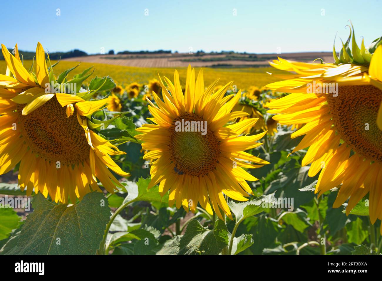 Sonnenblumenfelder. Campos de cultivo de girasoles Stockfoto