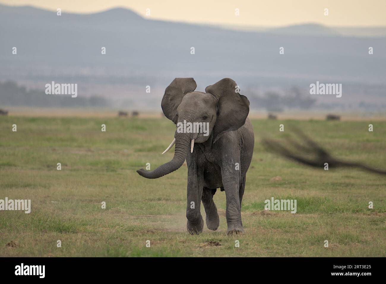 Junger Elefant mit Musth, der am späten Nachmittag durch den Amboseli-Nationalpark in Kenia, Afrika, läuft Stockfoto