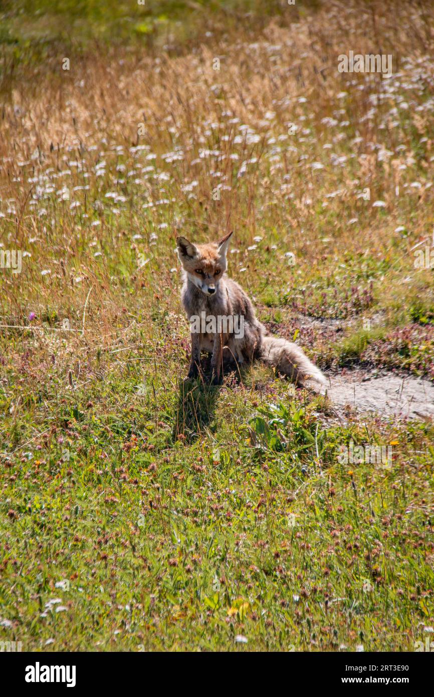 Süßes wildes Rotfuchsjunge (Vulpes vulpes) auf einer Wiese im Gran Paradiso Nationalpark, Ceresole Royale, Turin, Piemont, Italien Stockfoto