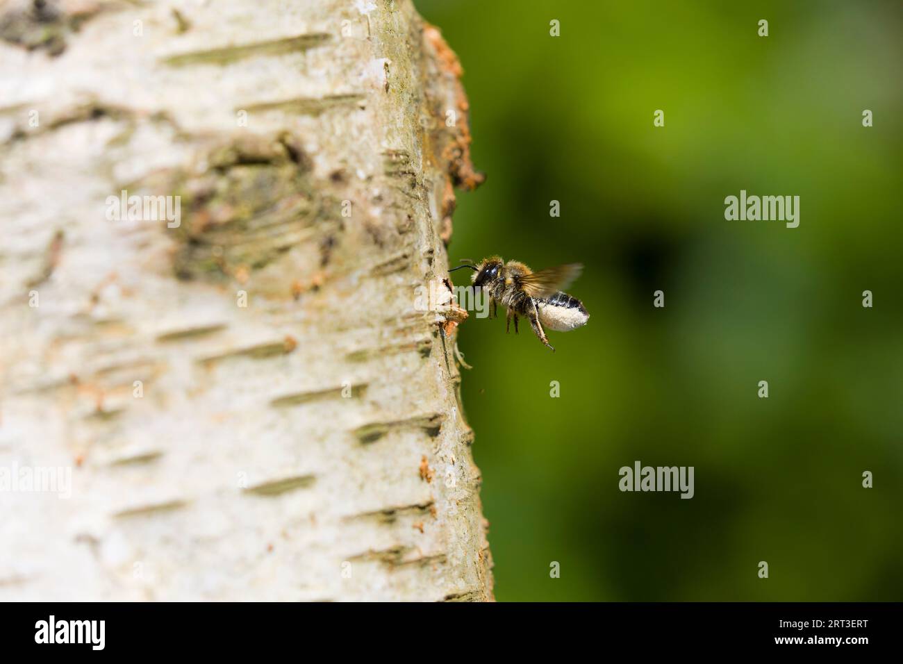 Holzschnitzerbiene Blattschneiderbiene Megachile ligniseca, erwachsenes Weibchen, das mit Pollen am Unterschwanz fliegt, Suffolk, England, August Stockfoto