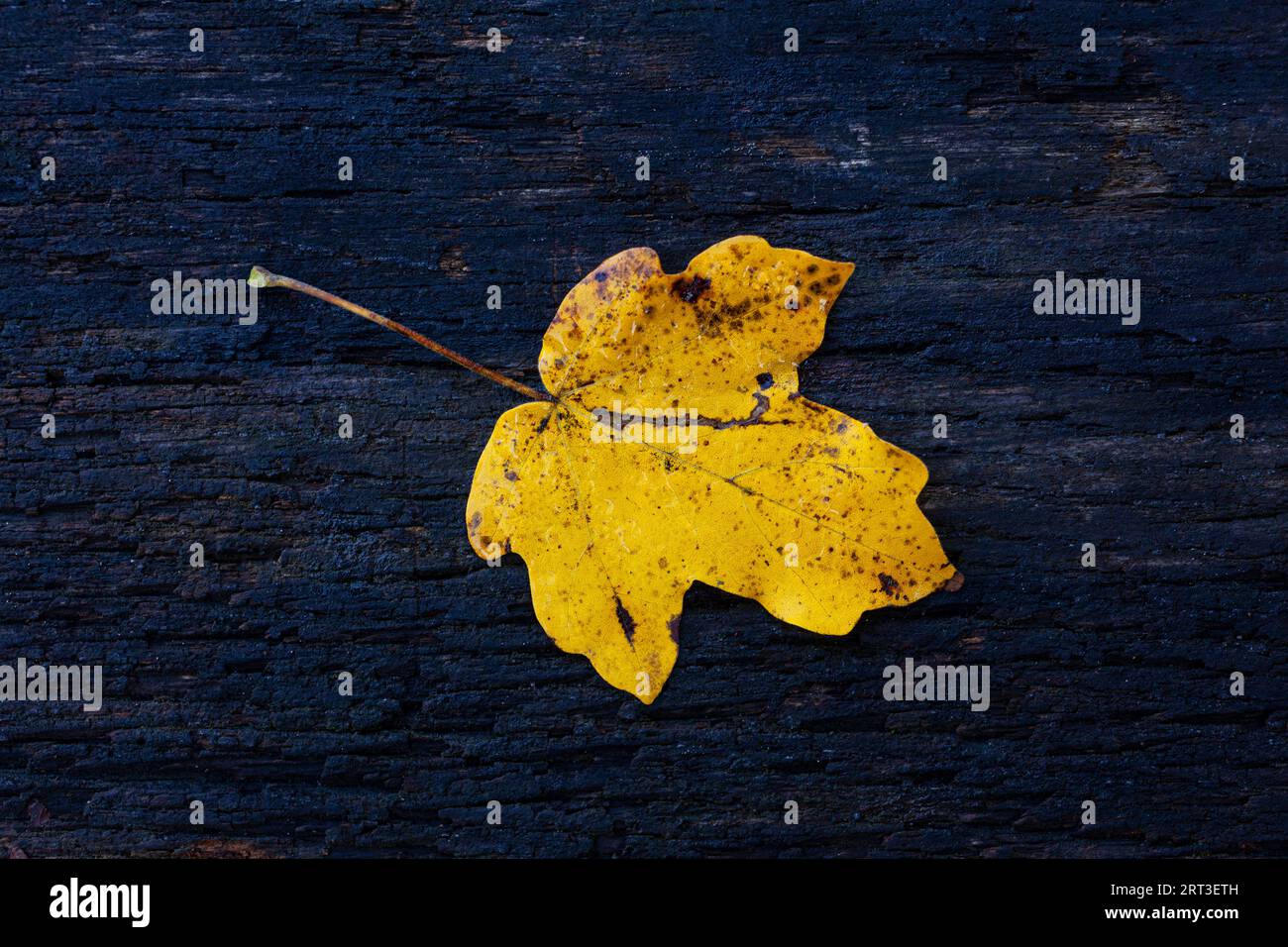Nahaufnahme eines einzelnen Herbstblattes auf der dunklen Holzoberfläche Stockfoto