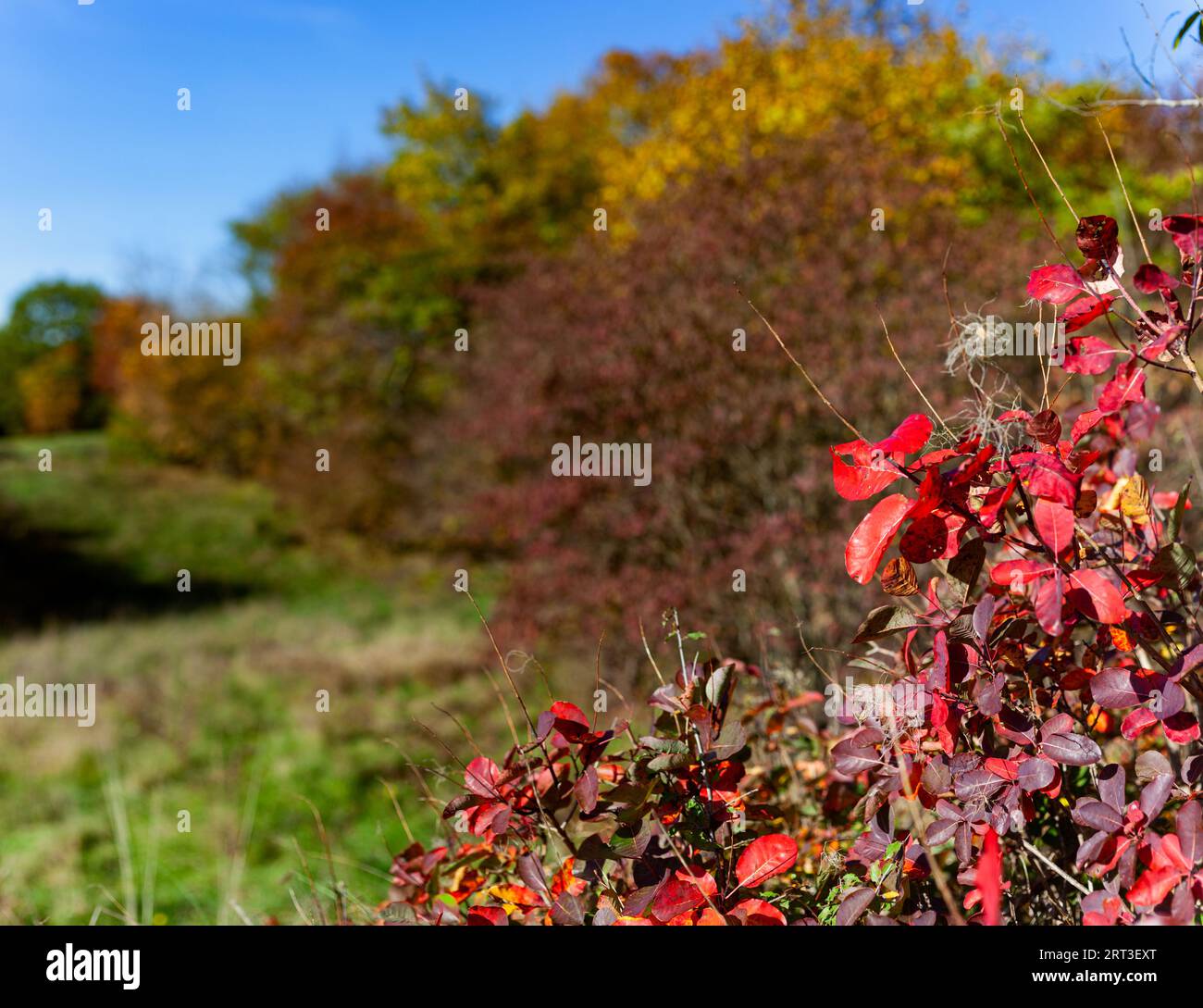 Nahaufnahme von europäischem Rauchbaum, Cotinus coggygria, Skocjanske Park. Slowenien Stockfoto