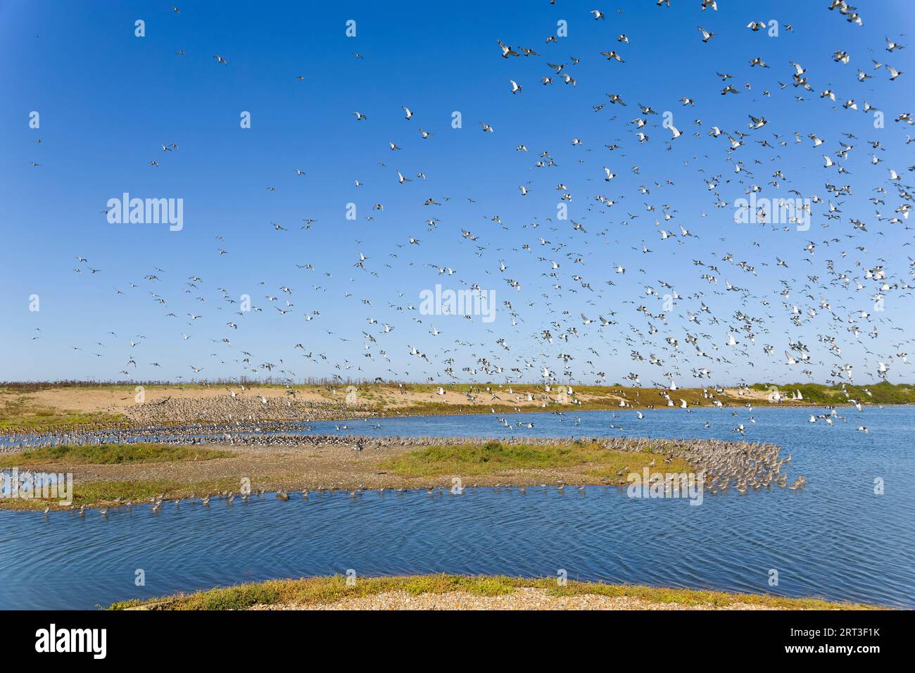 Eurasischer Austernfänger Haematopus ostralegus, Herde, die über gemischte Watvögel fliegt, die bei Flut Platz finden, Snettisham RSPB Reserve, Norfolk, England, Septemb Stockfoto