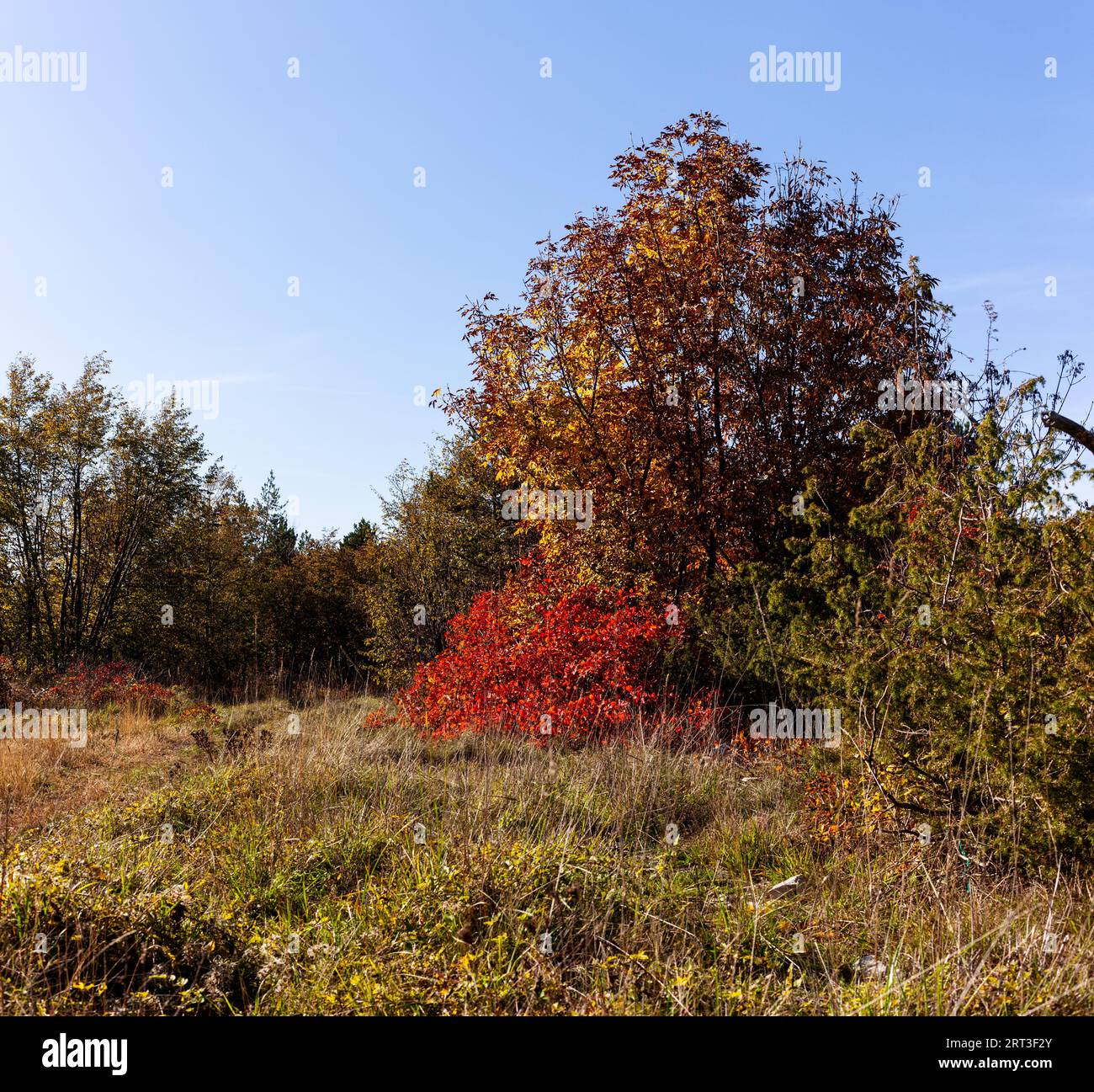 Die natürliche Landschaft des Skocjanske Parks ist mit europäischem Rauchbaum, Cotinus coggygria und Steppenkräutern bewachsen Stockfoto