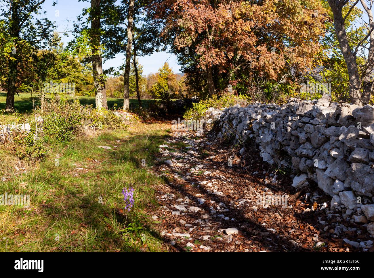 Alte slowenische Steinmauer in einem wilden Garten. Trockenwand genannt, weil die Steine nicht mit Mörtel fixiert sind, sondern einfach überlappend und verriegelt sind Stockfoto