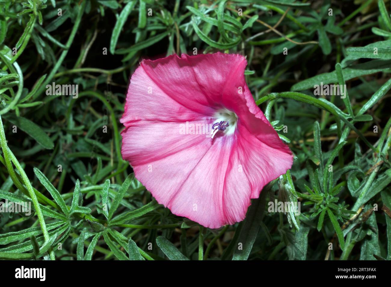 Convolvulus althaeoides (Malvenbindweed) ist eine Art des morgendlichen Ruhmes, die im Mittelmeerbecken und in Macaronesien beheimatet ist. Es ist eine Kletterpflanze. Stockfoto