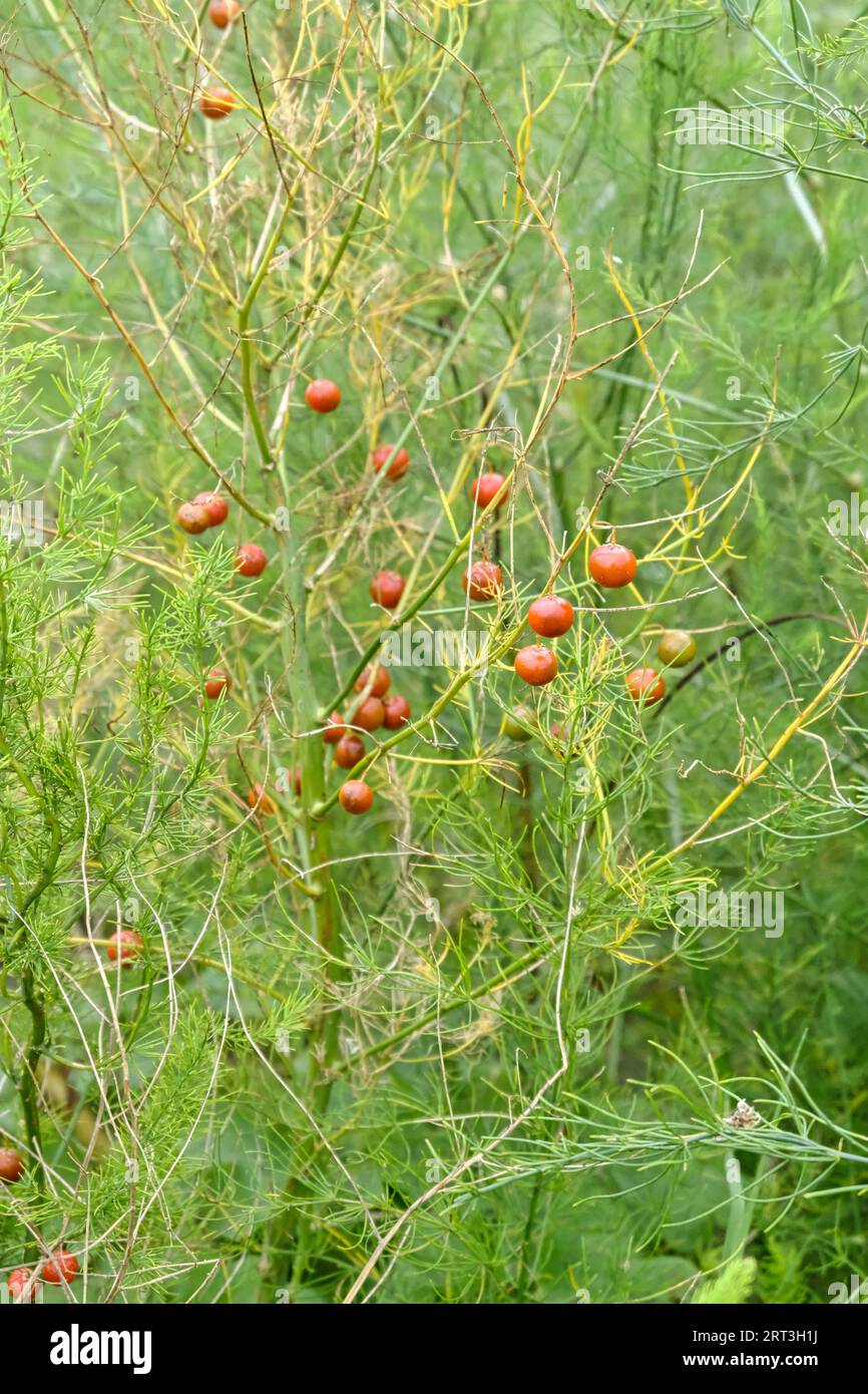 Winzige rote Beeren auf Spargelpflanzen, die zum Saatgut übrig bleiben Stockfoto