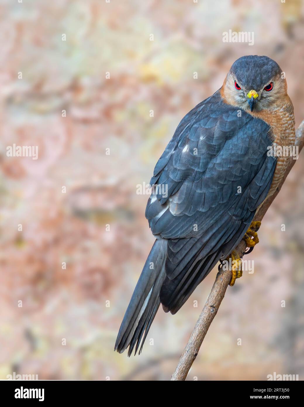 Ein Sparrow Falke mit einer unglaublichen Aussicht Stockfoto