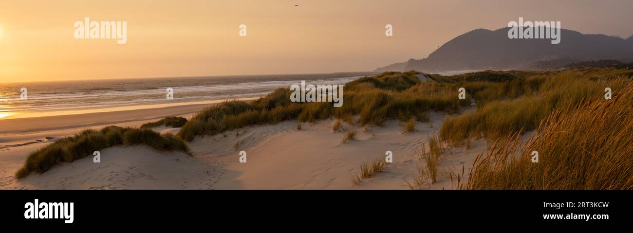 Sanddünen und Gras im Sommer untergehen das goldene Licht der Sonne in Nehalem, Oregon Stockfoto
