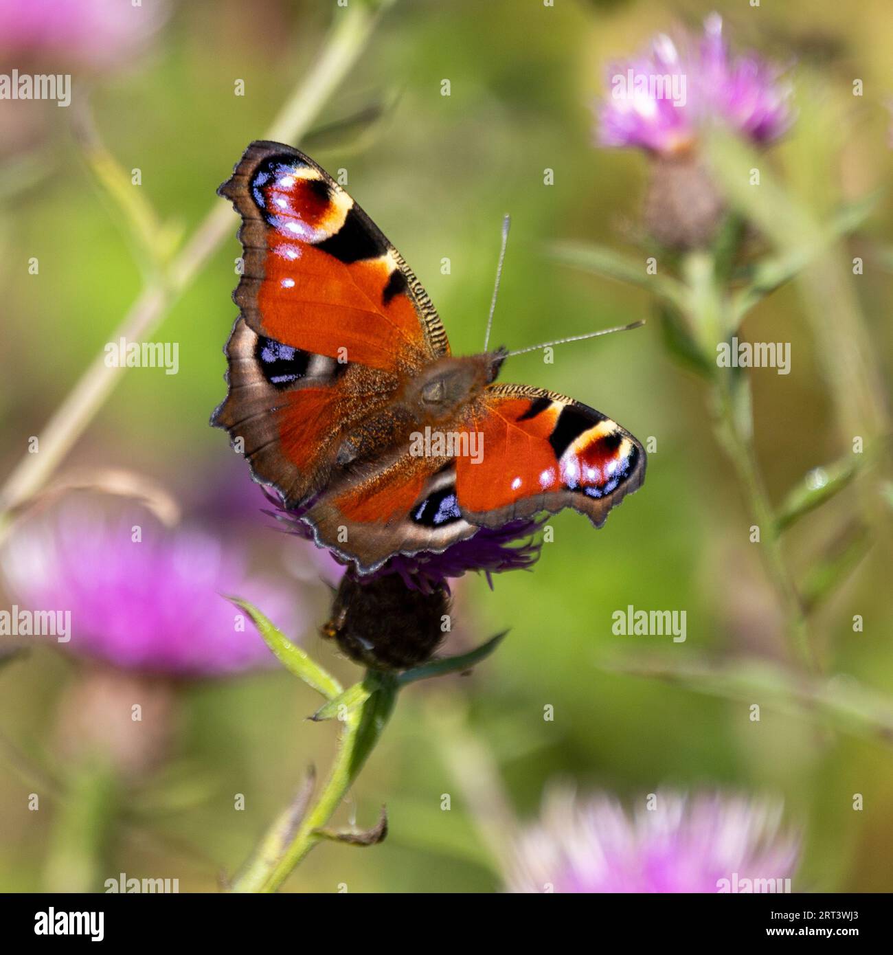 Ein Pfauenfalter Stockfoto
